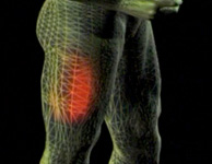 Quadriceps Muscle (upper thigh)